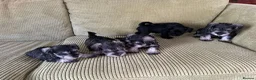 Miniature Schnauzer dogs for sale: Adorable Miniature Schnauzer Puppies in Ilminster - Advert 2