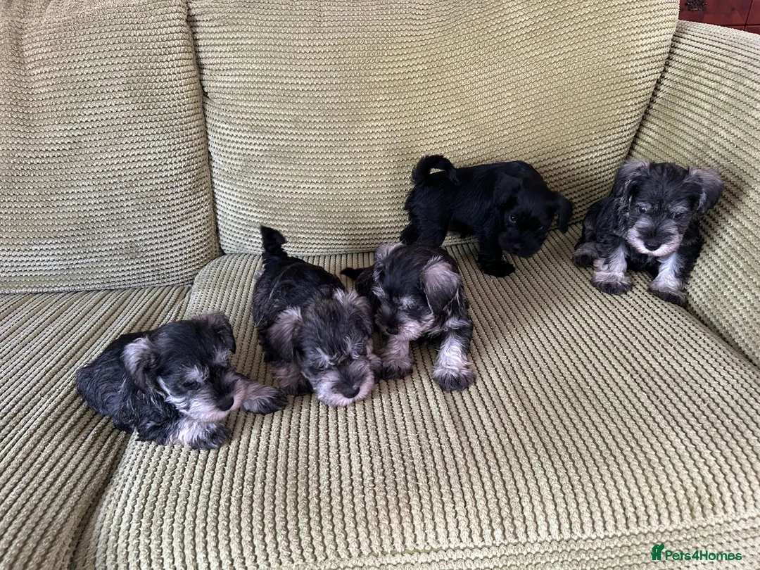 Miniature Schnauzer dogs for sale: Adorable Miniature Schnauzer Puppies in Ilminster - Advert 2