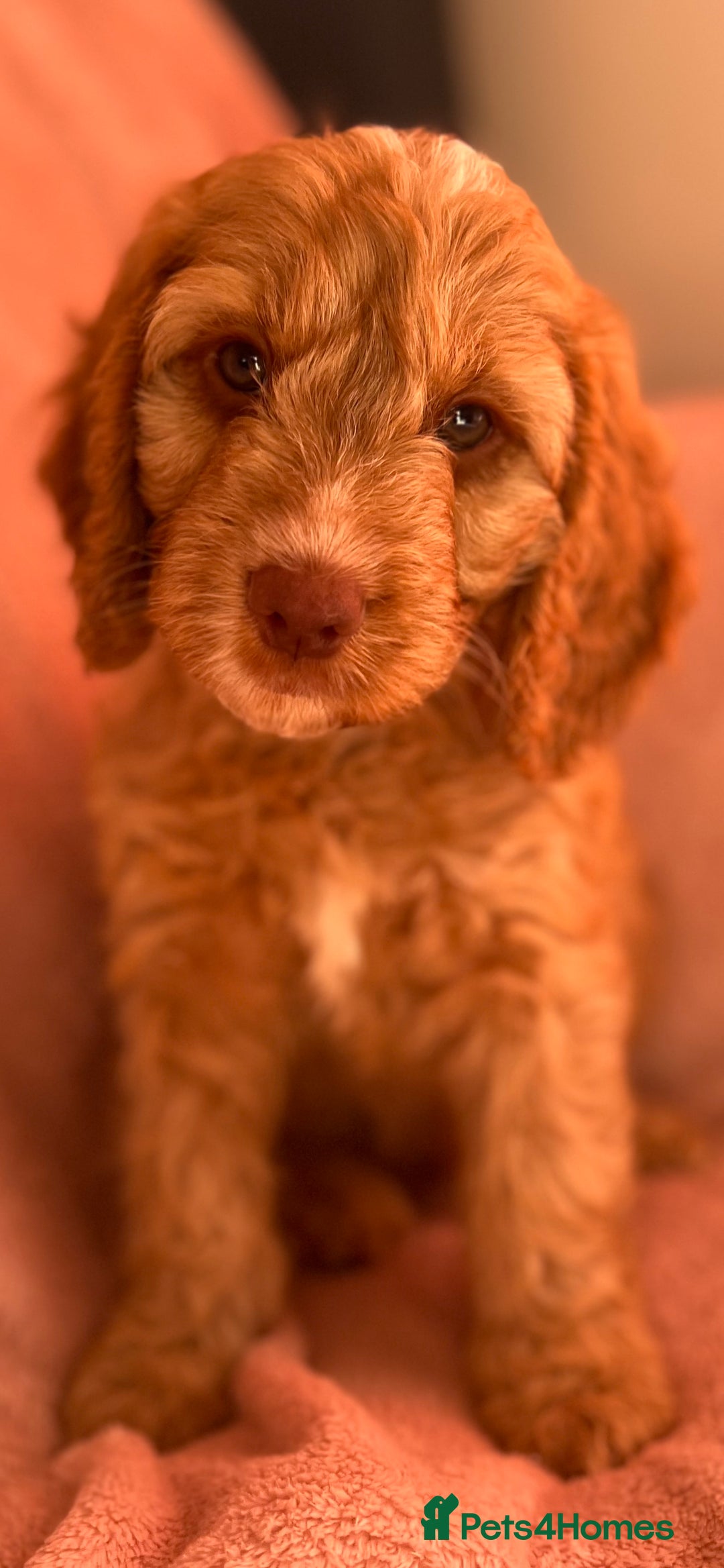 Cockapoo dogs for sale: Rare F1 apricot/ red fox DNA PRCD-PRA clear - Image 19
