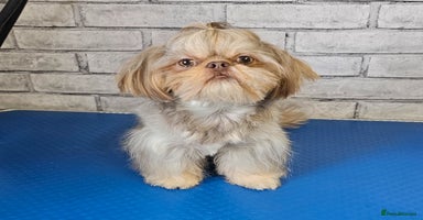 Shih Tzu dogs in Motherwell - Advert 4