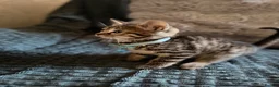 Bengal cats for sale: Bengal mix kittens  in Prestatyn - Advert 11