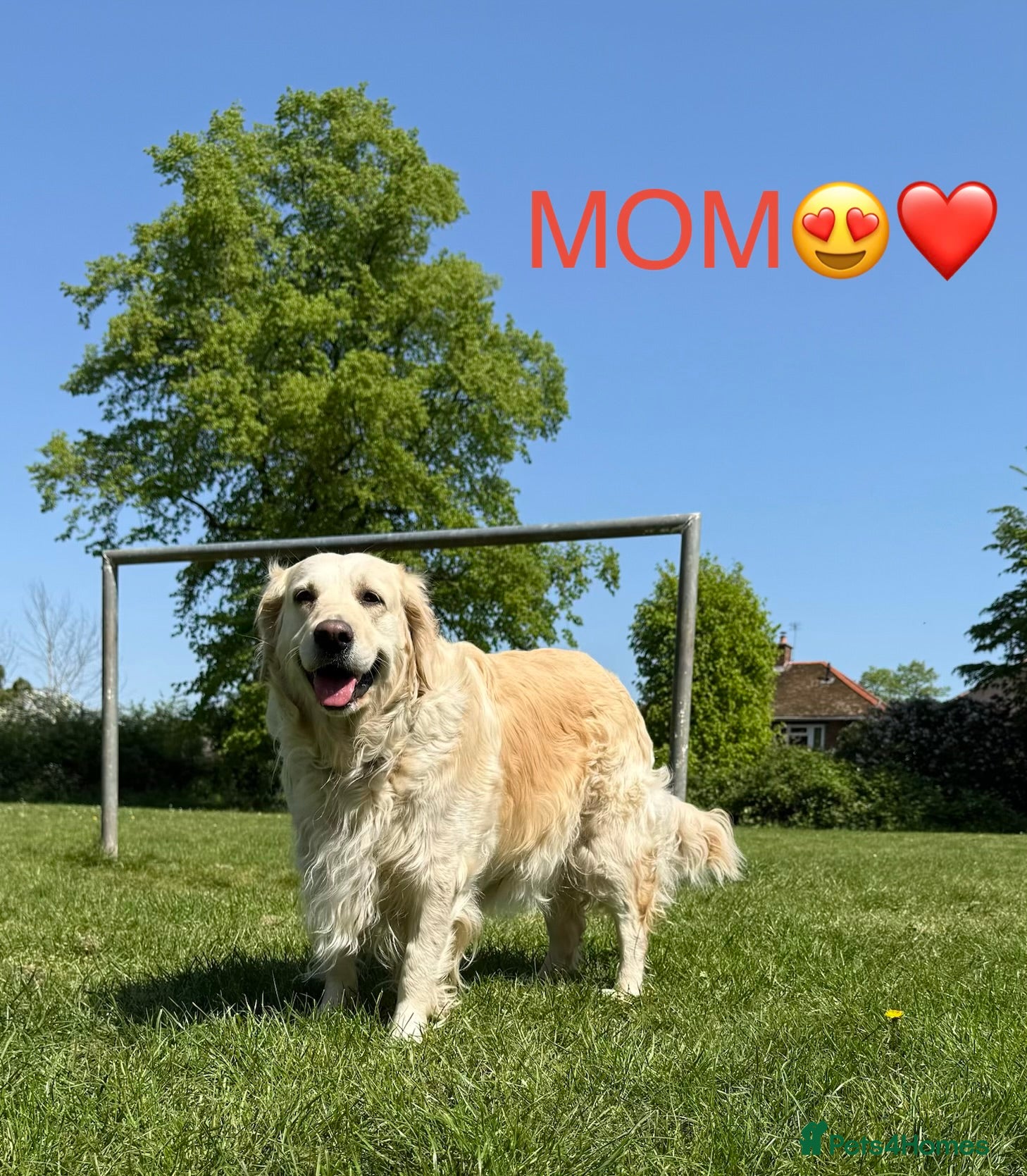 Golden Retriever dogs Gorgeous Golden Retriever Puppies For Sale - Advert 8