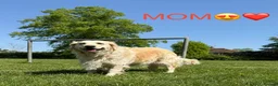 Golden Retriever dogs for sale: Gorgeous Golden Retriever Puppies For Sale - Advert 4