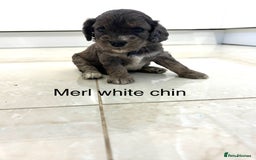 Cockapoo dogs for sale: Beautiful cockapoos  - Image 11