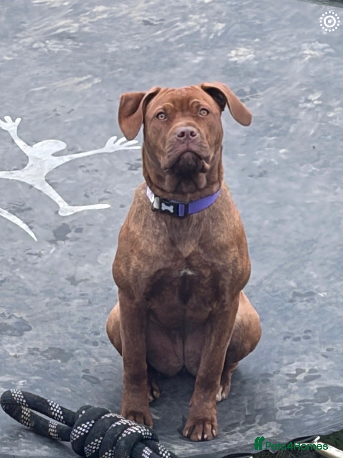 Mixed Breed dogs Mastiff x Rottweiler pups for sale - Advert 1