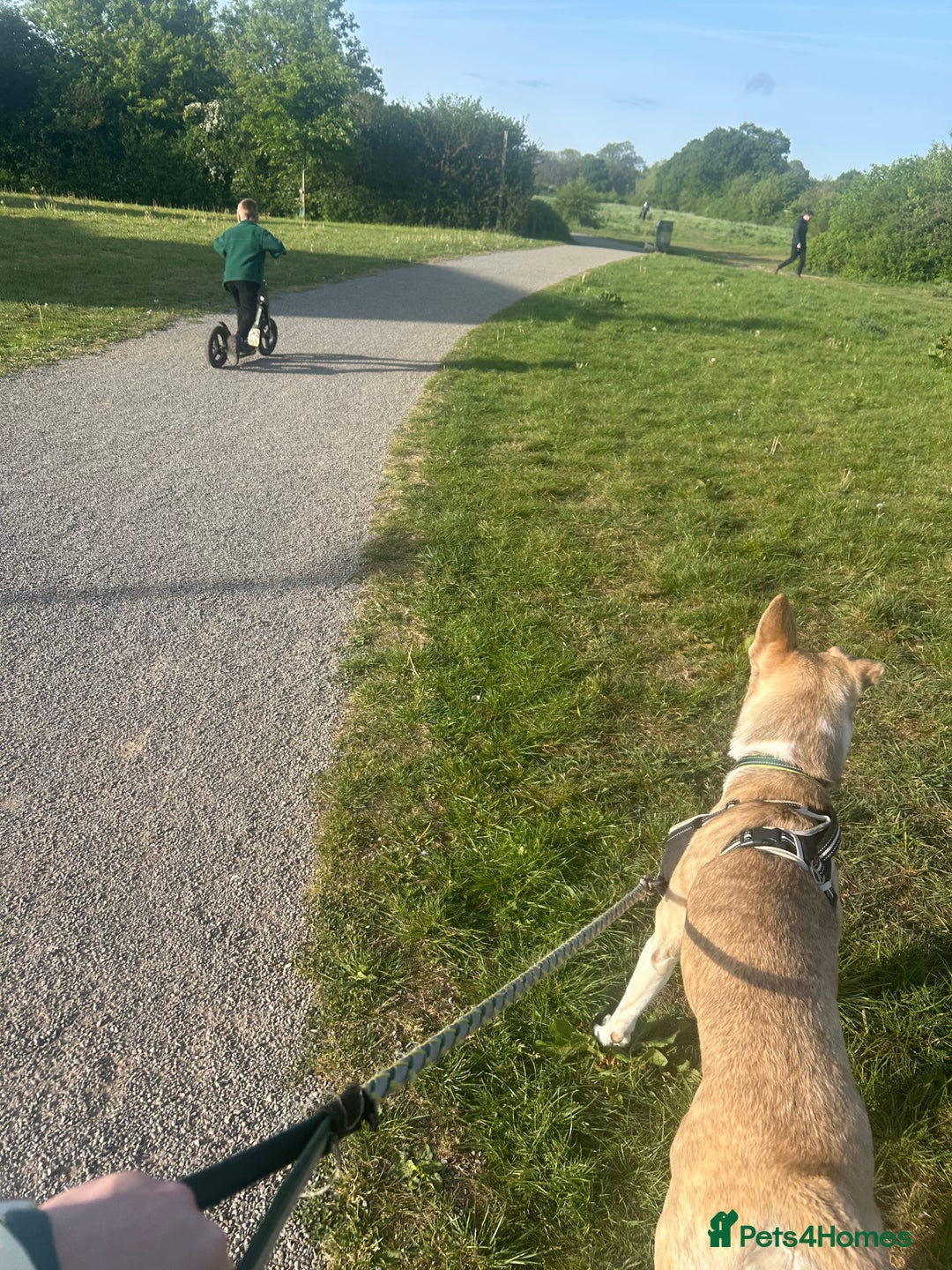 Mixed Breed dogs for sale: Dog for sale - Advert 5