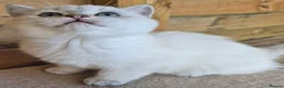 British Shorthair cats for sale: British shorthaired  - Advert 4
