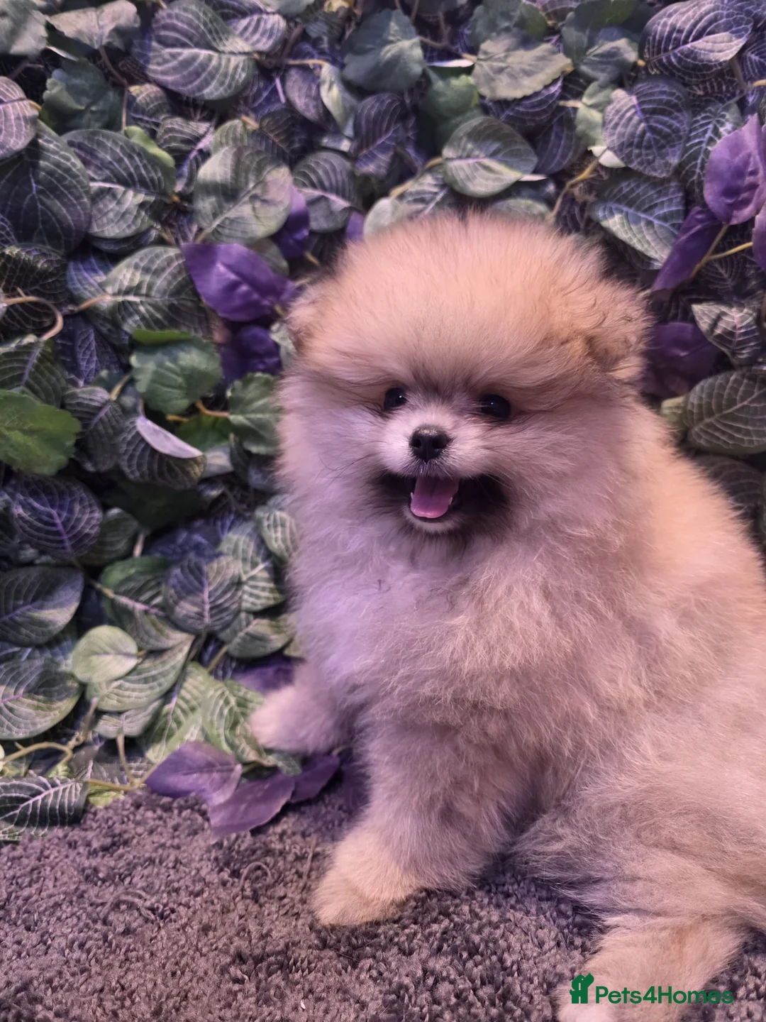 Pomeranian dogs for sale: 2 beautiful Pomeranians  - Advert 5