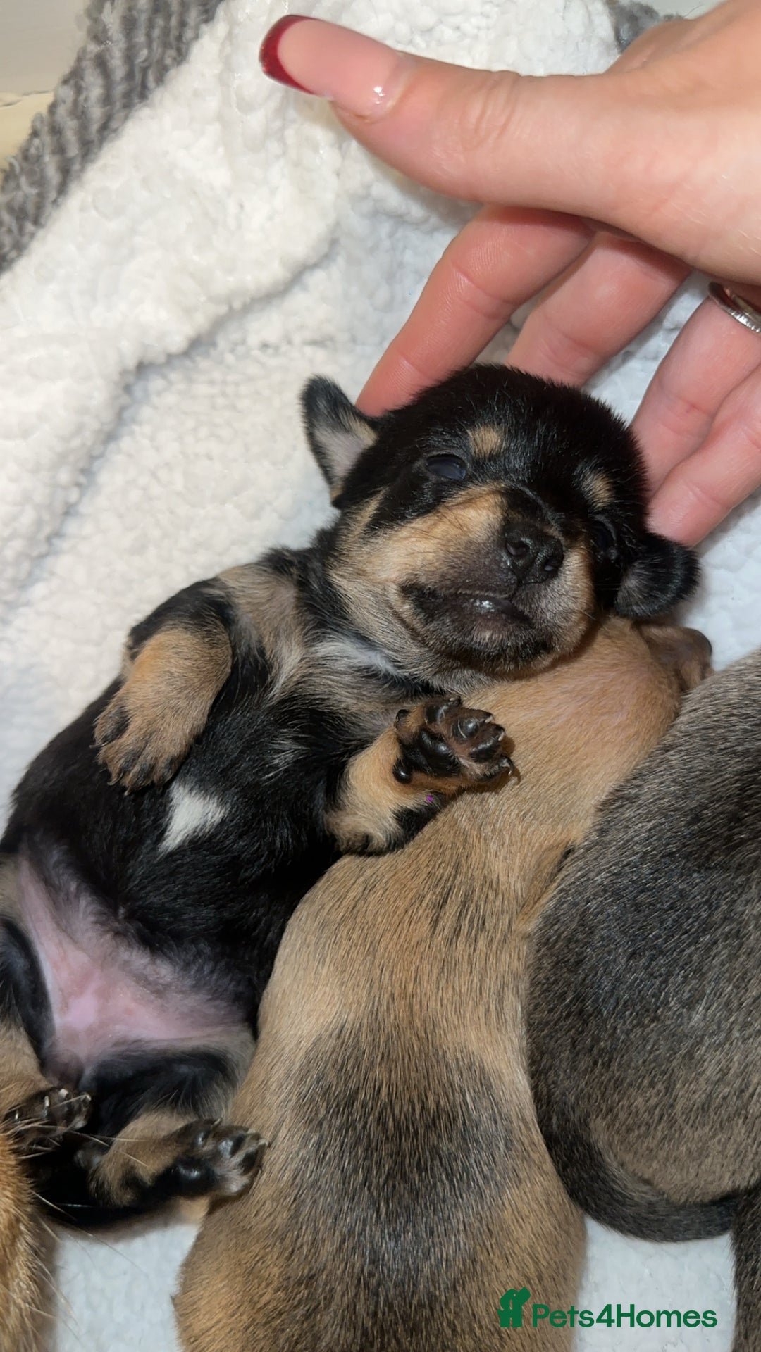 Chihuahua dogs for sale: Chihuahua cross Jack Russell  - Advert 7