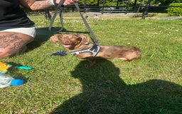 Miniature Dachshund dogs for sale: Beautiful champion miniature dachshunds - Image 14