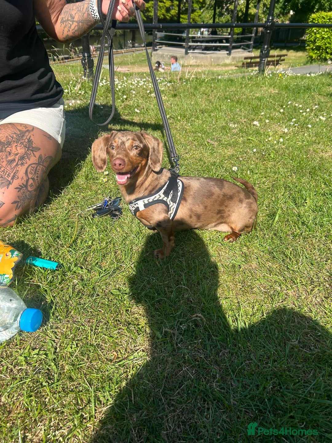 Miniature Dachshund dogs for sale: Beautiful champion miniature dachshunds - Image 14