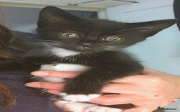Mixed Breed cats for sale: 8 weeks old Kitten, Female - Image 28