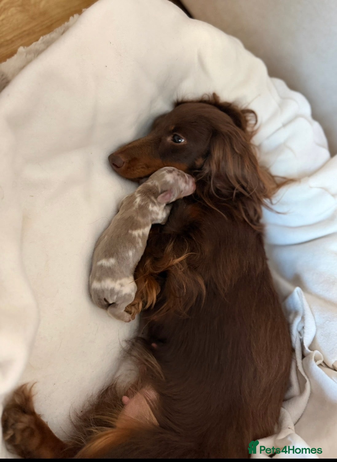 Miniature Dachshund dogs Male miniature dachshund  - Advert 1