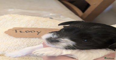 Biewer Terrier dogs Adorable Purebred Biewers  - Advert 10