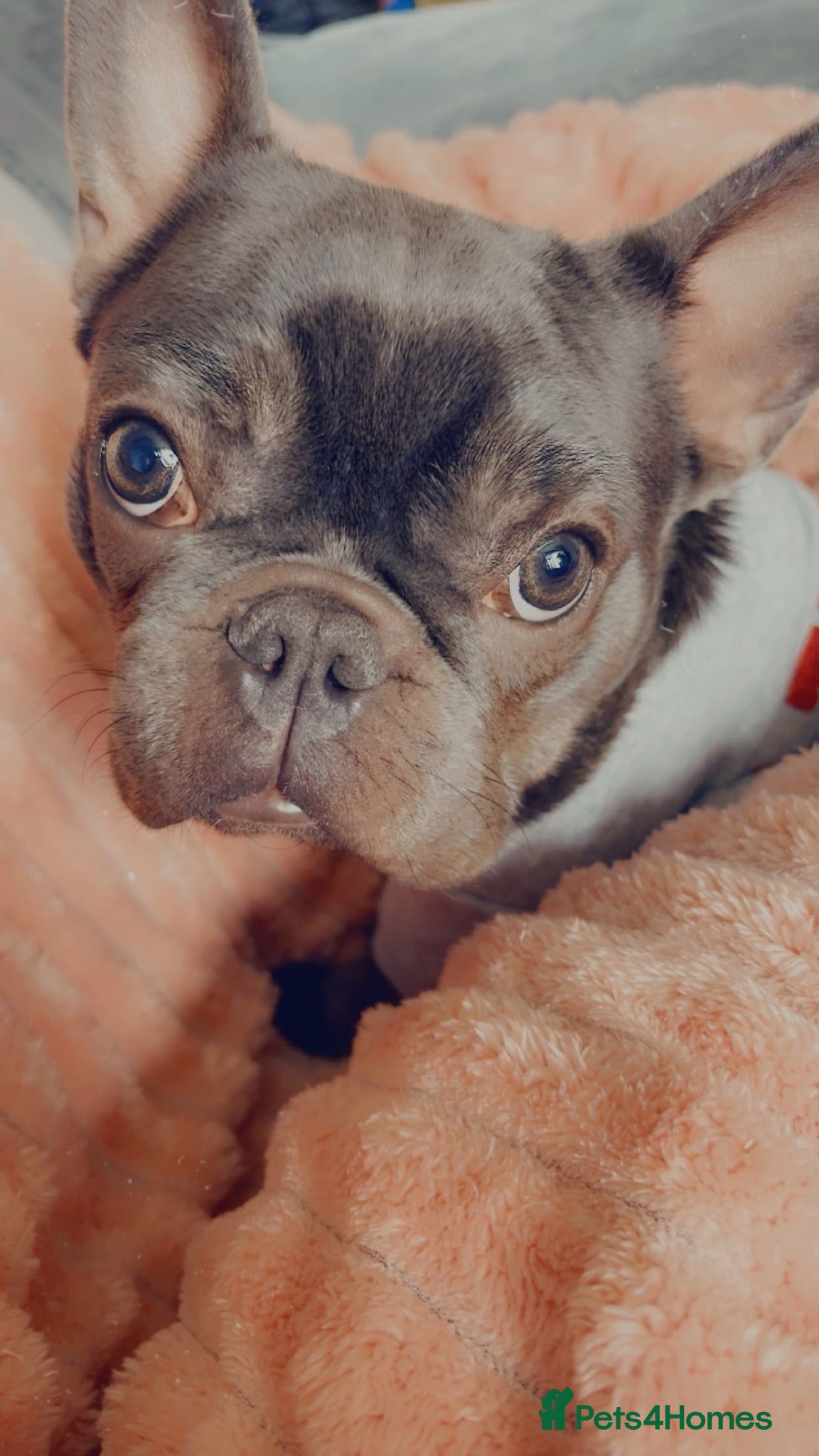 French Bulldog dogs Frenchie - Advert 11