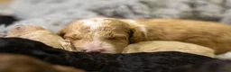 Mini Goldendoodle dogs for sale: Mini Goldendoodles - Advert 23