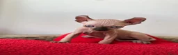 Sphynx cats for sale: Sphynx main characters - Advert 7