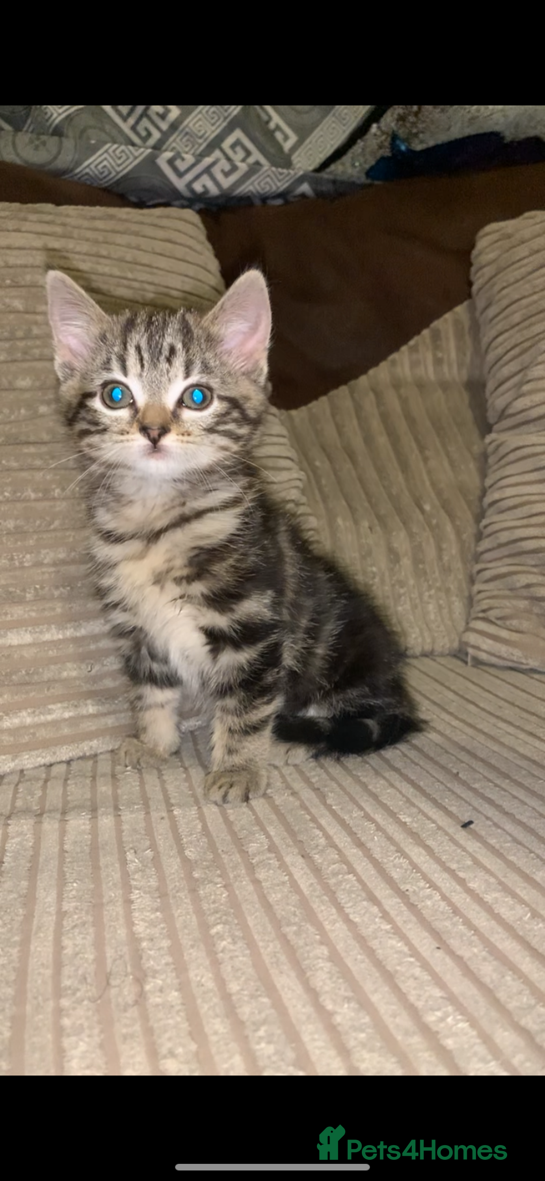 British Shorthair cats for sale: Stripy British Shorthair kitten - Advert 3