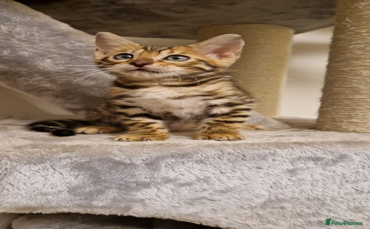 Bengal cats - Advert 4