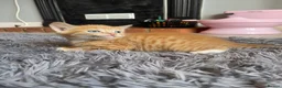Mixed Breed cats for sale: 3 kittens  - Advert 12