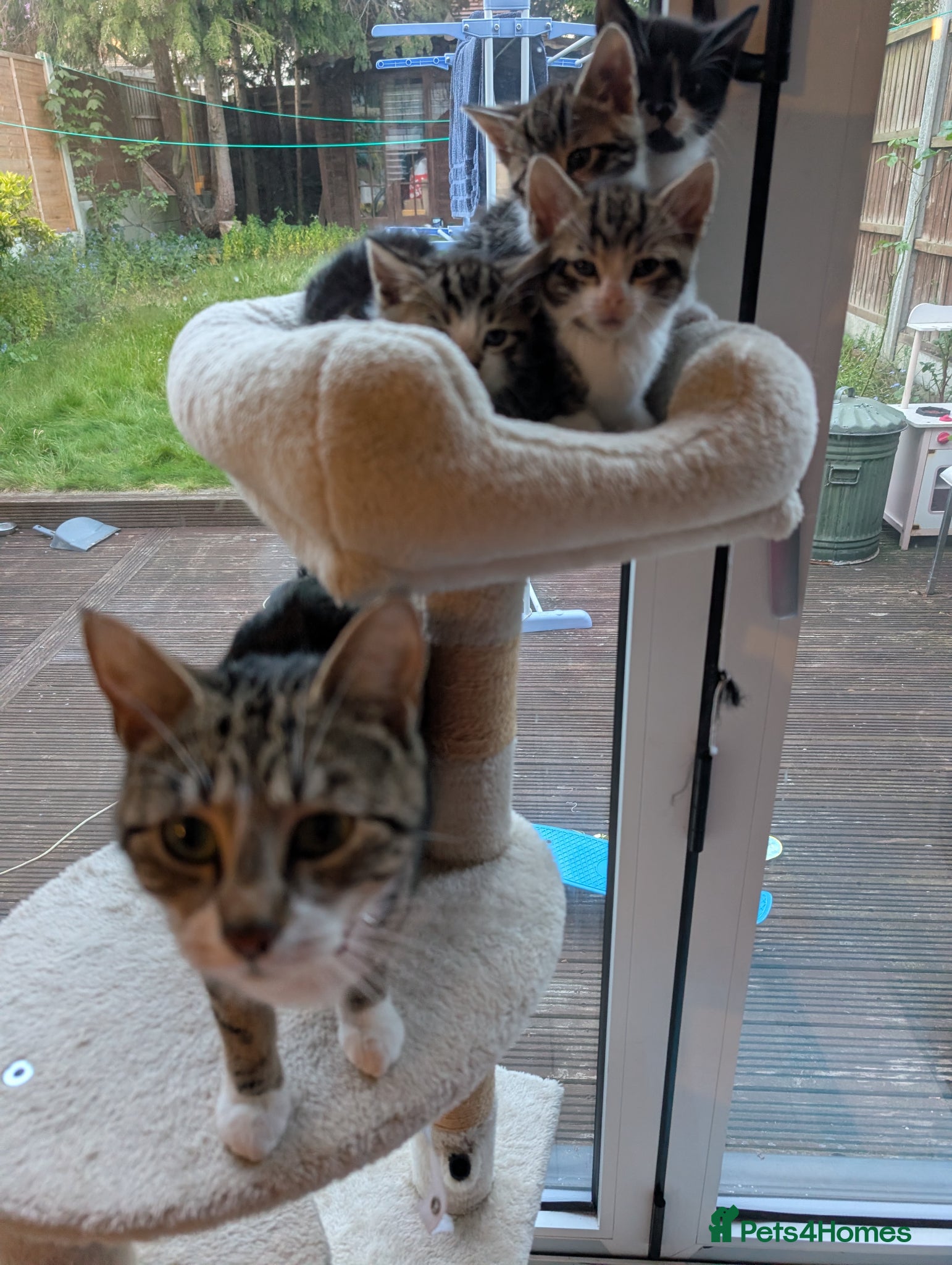 British Shorthair cats Beautiful British Short Hair Kittens for Sale - Advert 1