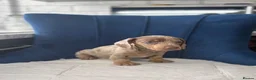 Miniature Dachshund dogs for sale: Miniature Dachshunds  - Advert 12