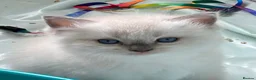 Ragdoll cats for sale: Outstanding TICA reg Ragdoll Male Deep Blue Eyes. - Advert 14