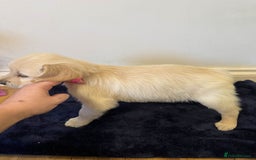 Golden Retriever dogs for sale: Perfect bundles of joy - Image 6