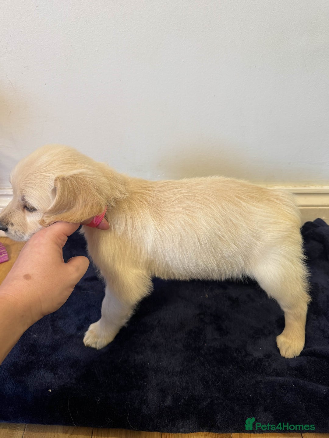 Golden Retriever dogs for sale: Perfect bundles of joy - Image 6