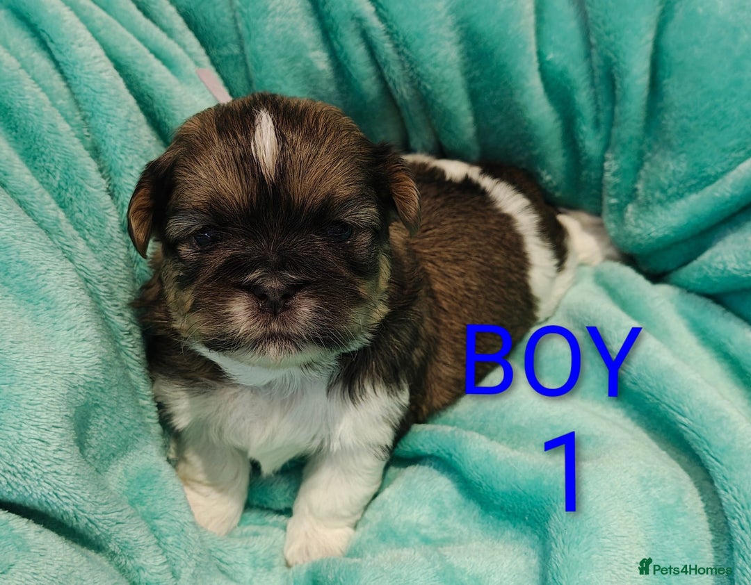 Shih Tzu dogs for sale: ⭐Gorgeous Shih Tzu puppies⭐ - Advert 1