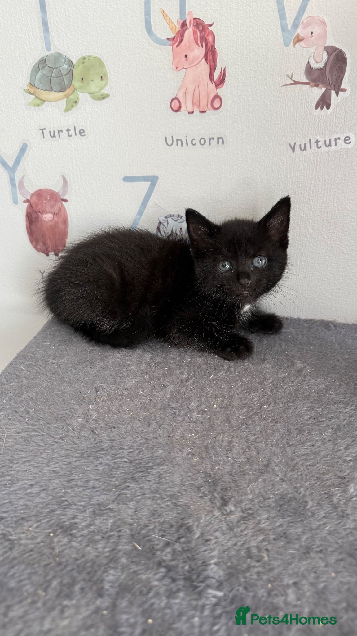 Mixed Breed cats 1 Beautiful Kitten left x  - Advert 23