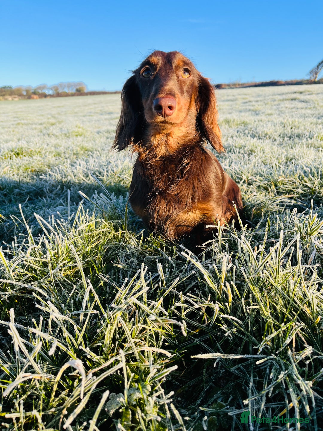 Miniature Dachshund dogs for sale: Beautiful KC silver dapple longhair miniature girl - Advert 11