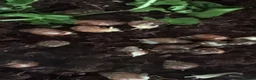 Snails invertebrates for sale: Giant African land snails (GALS)  - Advert 2