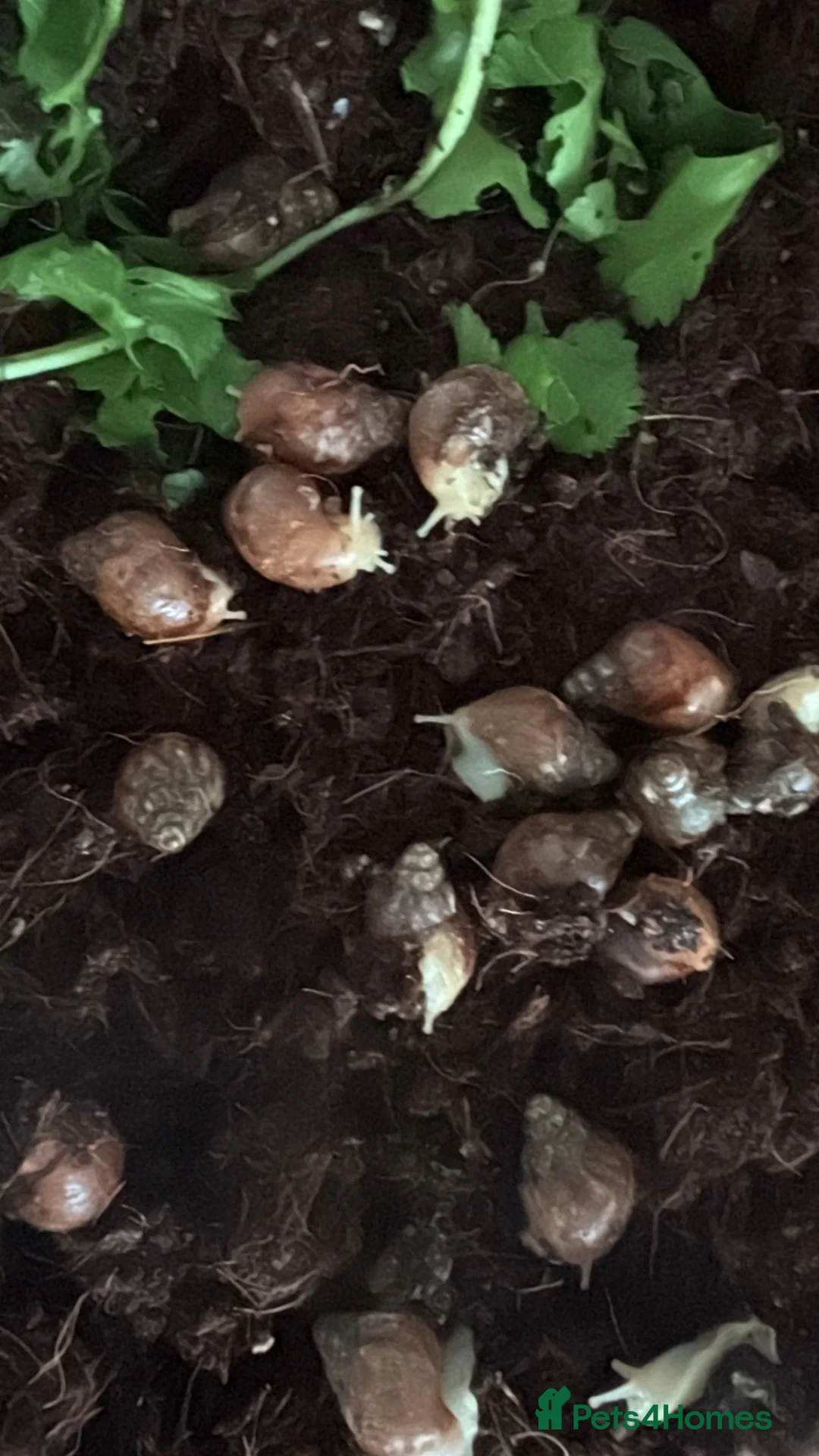 Snails invertebrates for sale: Giant African land snails (GALS)  - Advert 2
