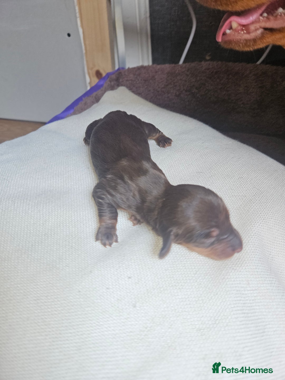 Dachshund dogs for sale: 3/4 Dachsunds  - Image 12