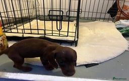 Miniature Dachshund dogs for sale: Miniature dashound - Image 3