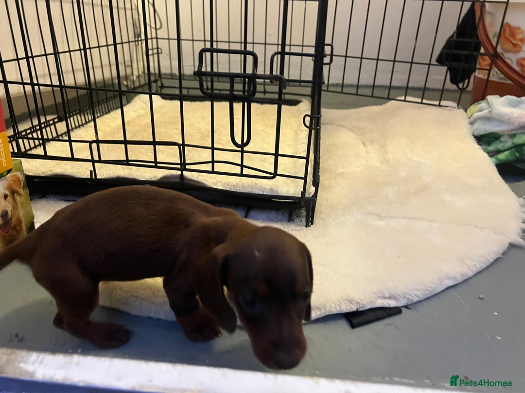Miniature Dachshund dogs for sale: Miniature dashound - Image 3