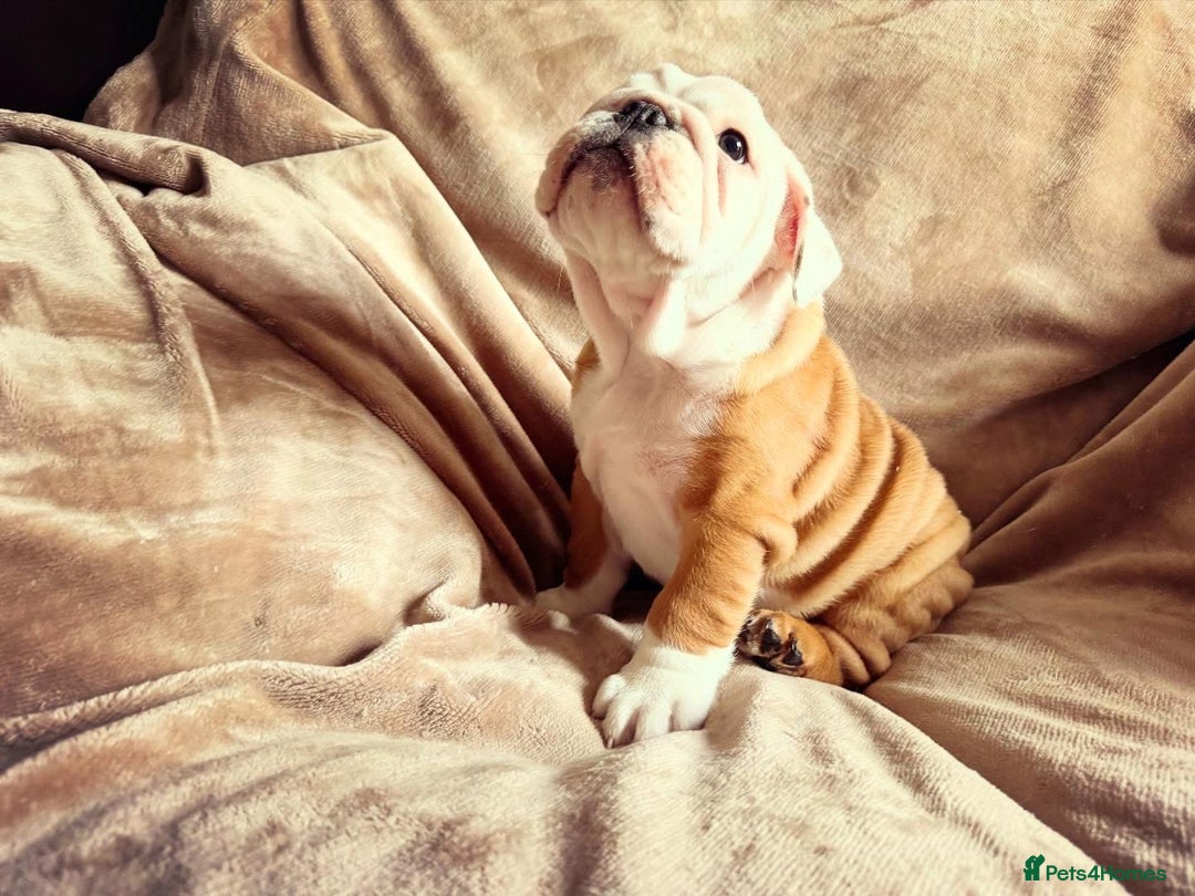 English Bulldog dogs for sale: Quality Ruakuri British standard bulldog - Image 11
