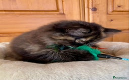 British Longhair cats for sale: Champion line kittens with excellent pedigrees - Image 15