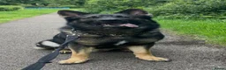 German Shepherd dogs for stud: Dog for stud  in Stevenage - Advert 9