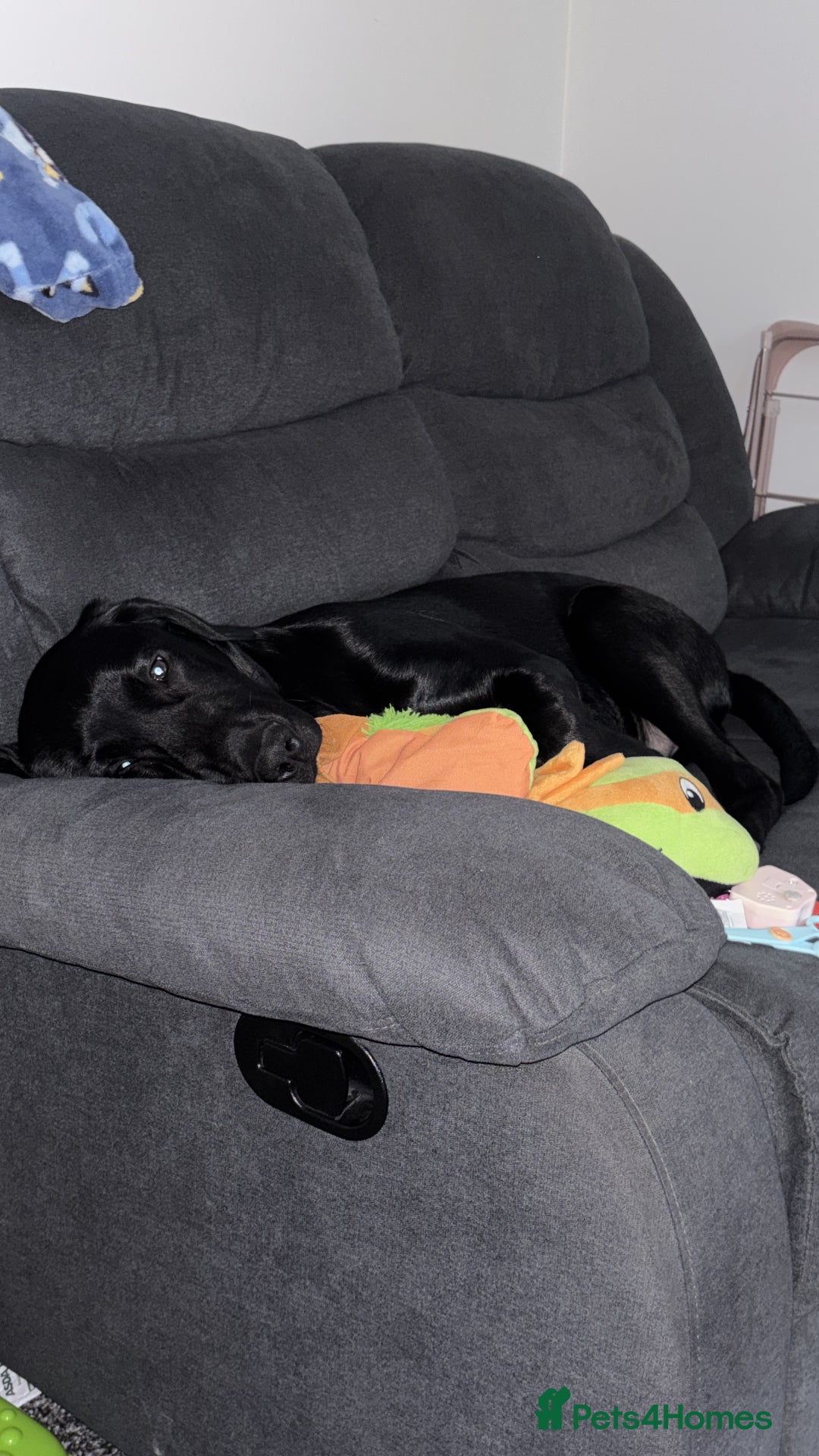 Labrador Retriever dogs for sale: Male Labrador  - Advert 3