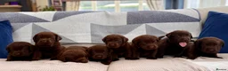 Labrador Retriever dogs for sale: ✨Outstanding Chunky Chocolate Labrador puppies✨ in Cowbridge - Advert 1