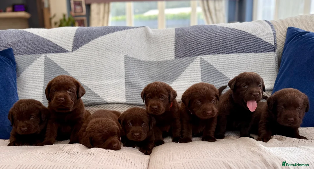Labrador Retriever dogs for sale: ✨Outstanding Chunky Chocolate Labrador puppies✨ in Cowbridge - Advert 1