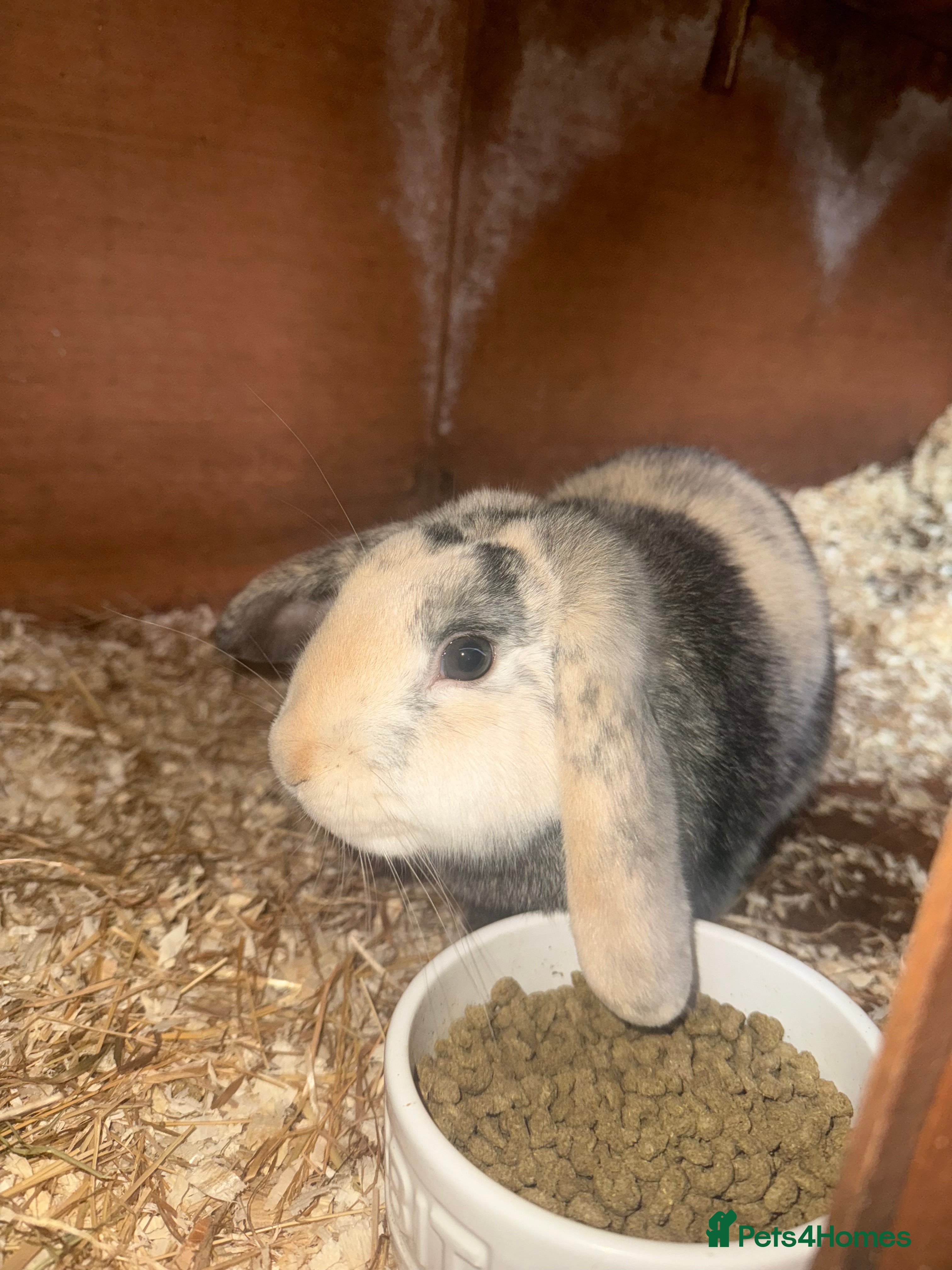 Mini Lop rabbits Beautiful Bunny For Sale - Advert 1