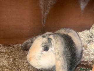 Mini Lop rabbits Beautiful Bunny For Sale - Advert 1