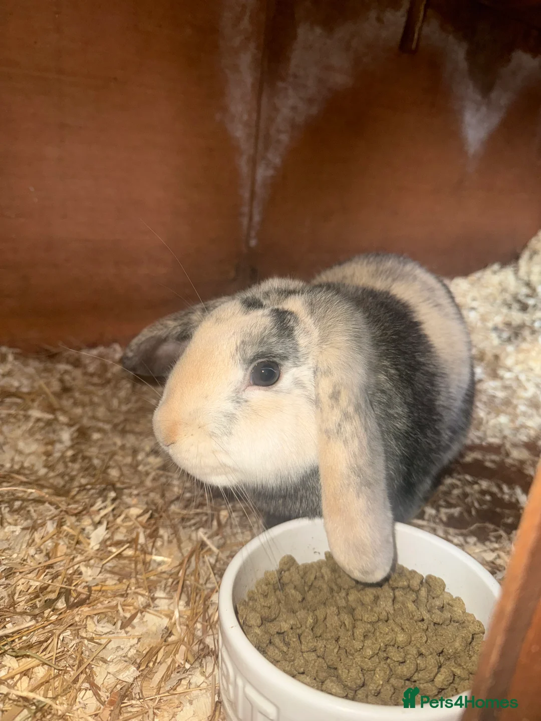 Mini Lop rabbits for sale: Beautiful Bunny For Sale - Advert 1