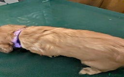 Cavalier King Charles Spaniel dogs for sale: Stunning Deep Ruby Cavalier king Charles puppies  - Image 37