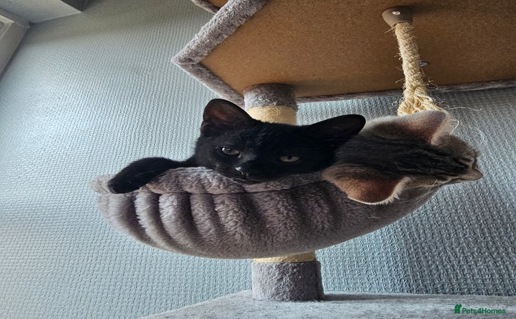 Domestic Shorthair cats - Advert 1