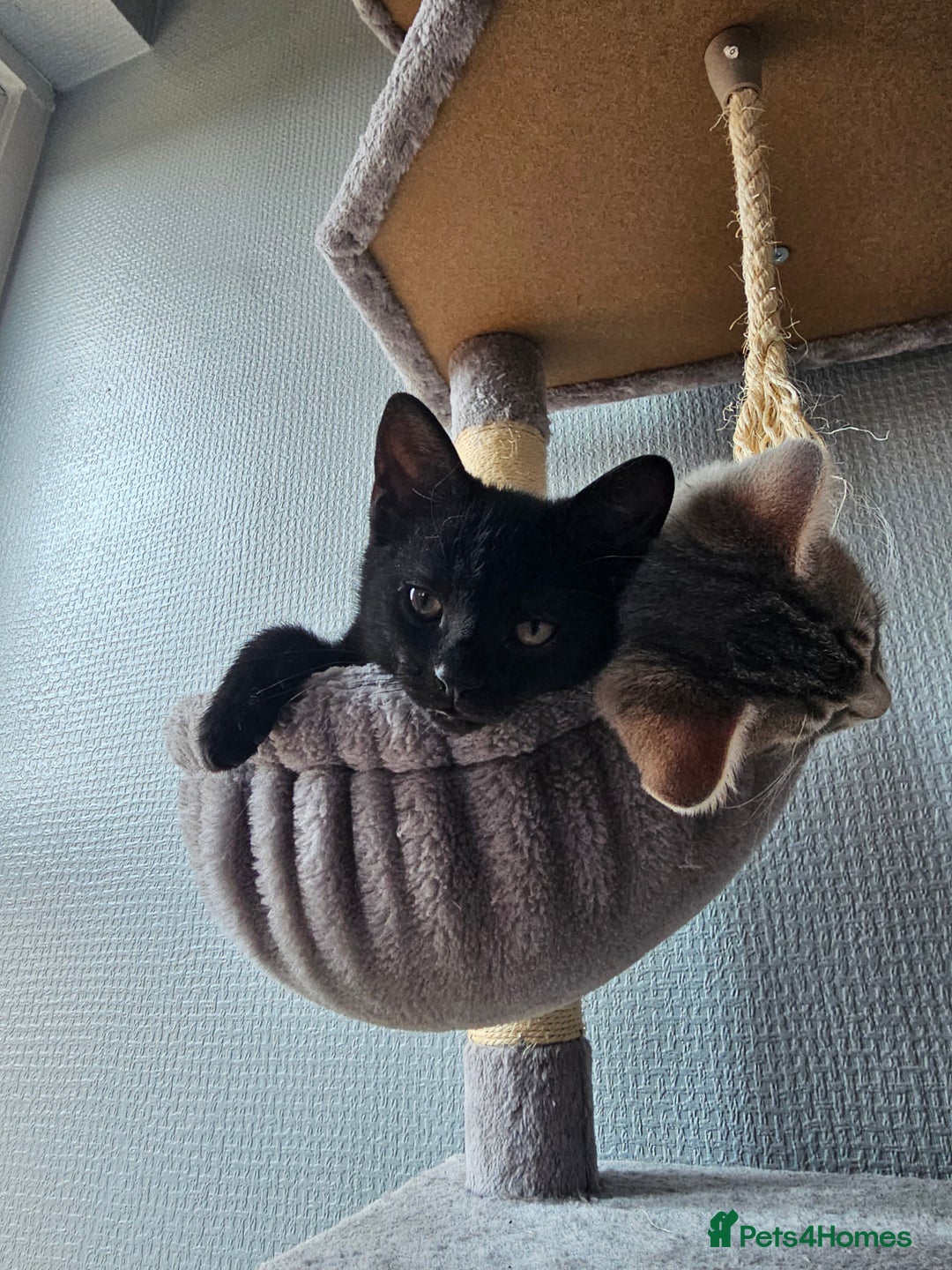 Domestic Shorthair cats for sale: Gorgeous black girl looking for her forever 🏡  - Image 1