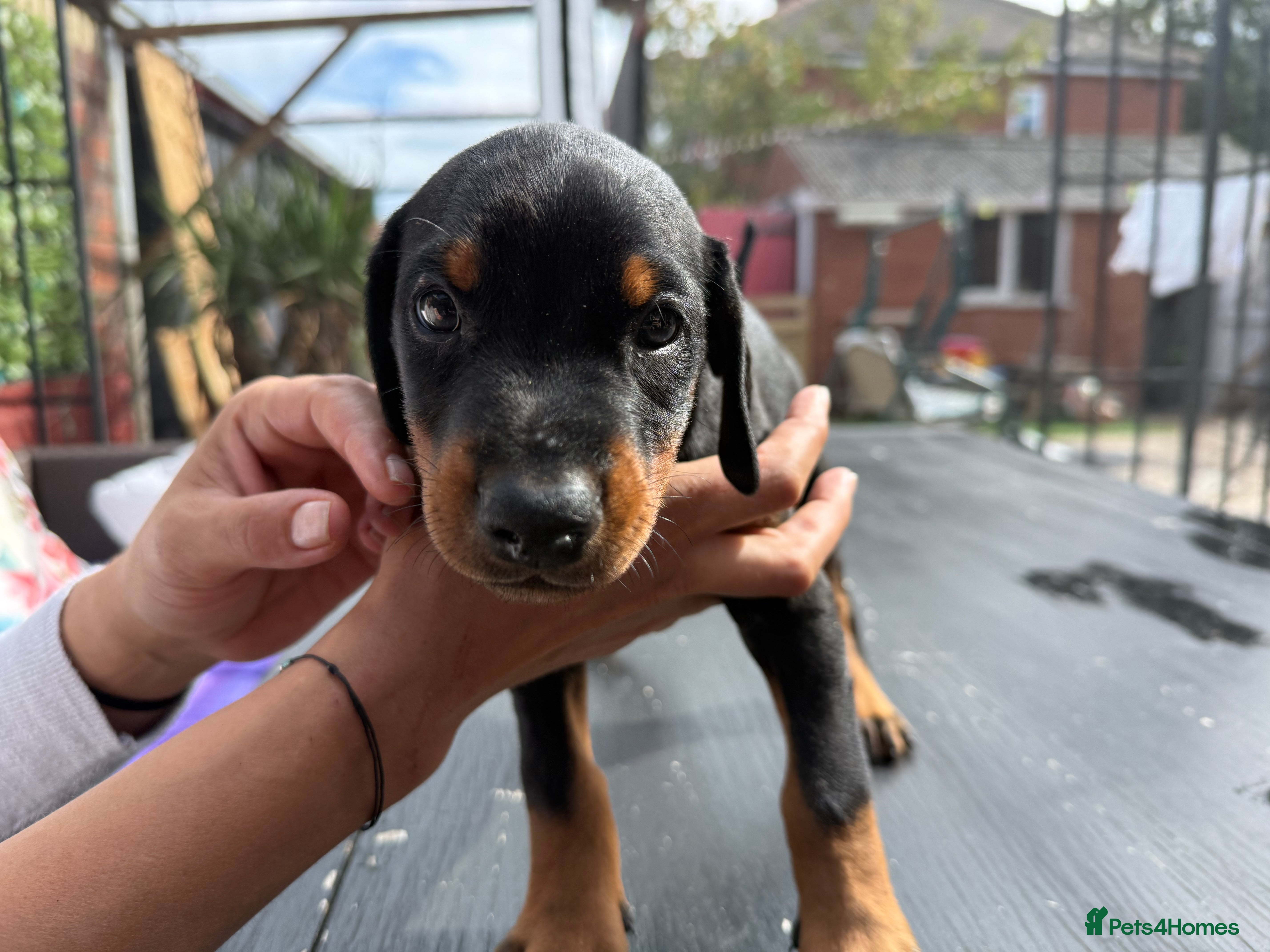 Dobermann dogs Quality Doberman Pups–Raised in a Busy Family Home - Advert 2